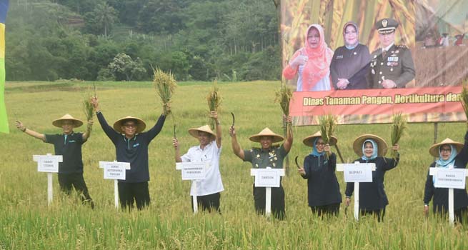 Panen Raya 1