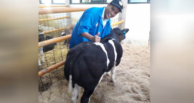 Belgian Blue