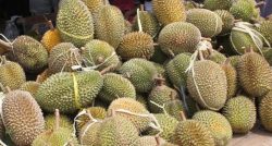 Festival Durian