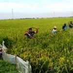 POPT dan Babinsa Dampingi 1