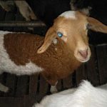 Kurnia Farm 4
