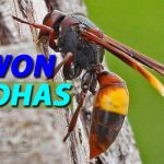 Sengatan Tawon Endhas 1