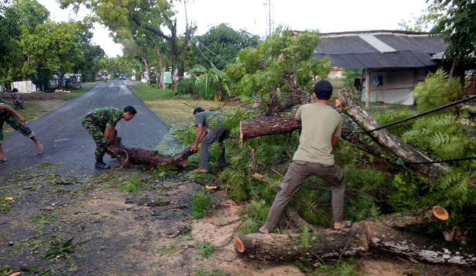 Pohon Tumbang 1