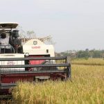 Panen di Masa Pandemi 1