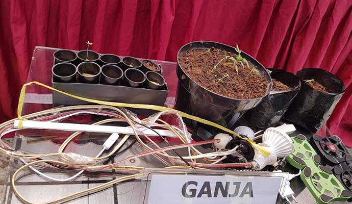 Tanaman Ganja