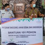 101 Pohon Tabebuya 1