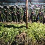 5000 Batang Ganja 1