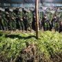5000 Batang Ganja 1