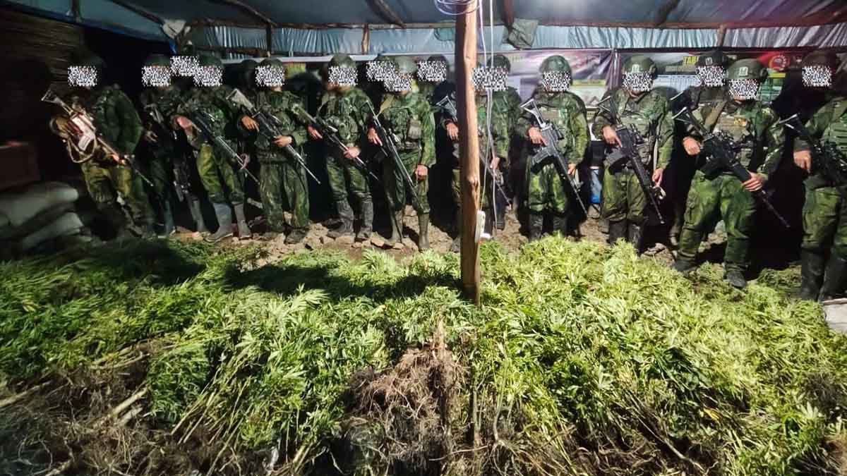 5000 Batang Ganja 1